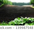 Preparing furrows and sowing seeds for dent corn at Koiwai Farm, a tourist spot in Iwate Prefecture. The neatly sown seeds germinate, creating a beautiful rural landscape. 139987548