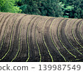 Preparing furrows and sowing seeds for dent corn at Koiwai Farm, a tourist spot in Iwate Prefecture. The neatly sown seeds germinate, creating a beautiful rural landscape. 139987549