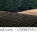 Preparing furrows and sowing seeds for dent corn at Koiwai Farm, a tourist spot in Iwate Prefecture. The neatly sown seeds germinate, creating a beautiful rural landscape. 139987551