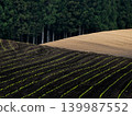 Preparing furrows and sowing seeds for dent corn at Koiwai Farm, a tourist spot in Iwate Prefecture. The neatly sown seeds germinate, creating a beautiful rural landscape. 139987552