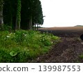 Preparing furrows and sowing seeds for dent corn at Koiwai Farm, a tourist spot in Iwate Prefecture. The neatly sown seeds germinate, creating a beautiful rural landscape. 139987553