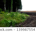 Preparing furrows and sowing seeds for dent corn at Koiwai Farm, a tourist spot in Iwate Prefecture. The neatly sown seeds germinate, creating a beautiful rural landscape. 139987554