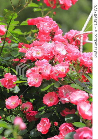 "Angela" rose in full bloom "Angela" rose in full bloom 139987770