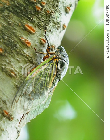 Summer vacation image (Kumazemi) Summer vacation image (Kumazemi) 139987790