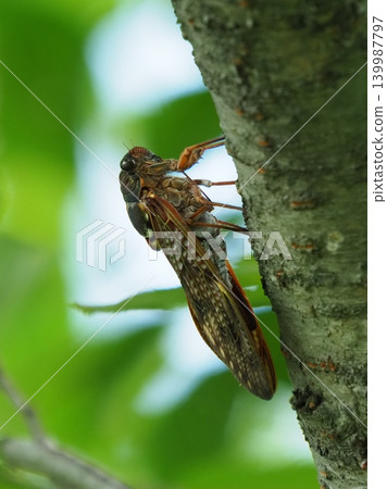 Summer image (Cicada/Brown cicada) 139987797
