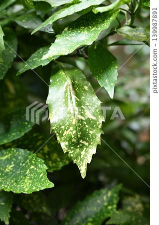青木 (Aucuba japonica) 139987891