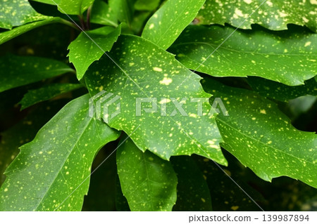Aoki (Aucuba japonica) Aoki (Aucuba japonica) 139987894