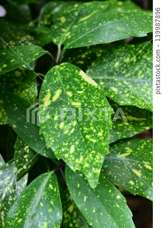 青木 (Aucuba japonica) 青木 (Aucuba japonica) 139987896