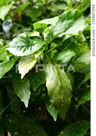青木 (Aucuba japonica) 青木 (Aucuba japonica) 139987898
