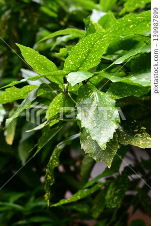 青木 (Aucuba japonica) 青木 (Aucuba japonica) 139987899