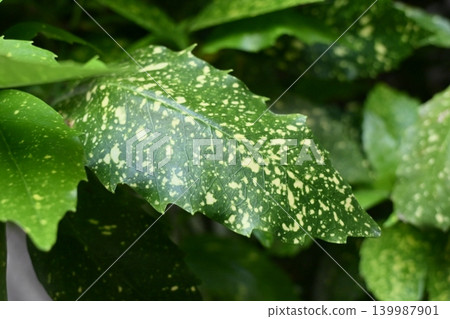 Aoki (Aucuba japonica) Aoki (Aucuba japonica) 139987901