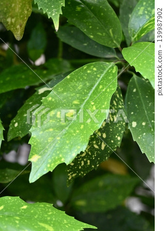 青木 (Aucuba japonica) 青木 (Aucuba japonica) 139987902