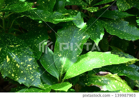 青木 (Aucuba japonica) 139987903