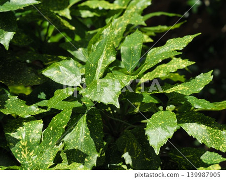 青木 (Aucuba japonica) 青木 (Aucuba japonica) 139987905