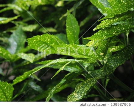 青木 (Aucuba japonica) 青木 (Aucuba japonica) 139987906