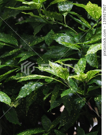 青木 (Aucuba japonica) 青木 (Aucuba japonica) 139987907
