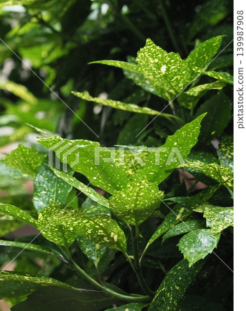 青木 (Aucuba japonica) 青木 (Aucuba japonica) 139987908