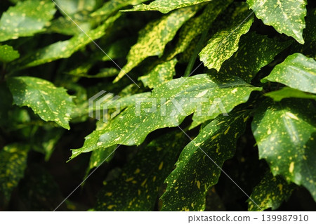 青木 (Aucuba japonica) 青木 (Aucuba japonica) 139987910