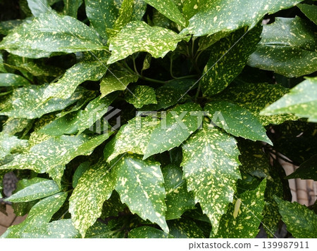 青木 (Aucuba japonica) 青木 (Aucuba japonica) 139987911