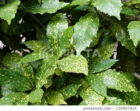 Aoki (Aucuba japonica) Aoki (Aucuba japonica) 139987914