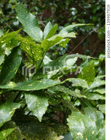 青木 (Aucuba japonica) 139987916