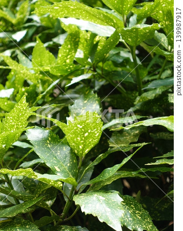 青木 (Aucuba japonica) 青木 (Aucuba japonica) 139987917