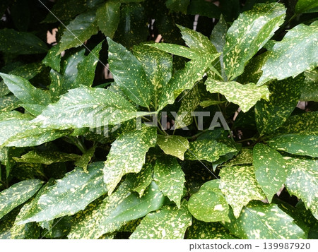 Aoki (Aucuba japonica) Aoki (Aucuba japonica) 139987920
