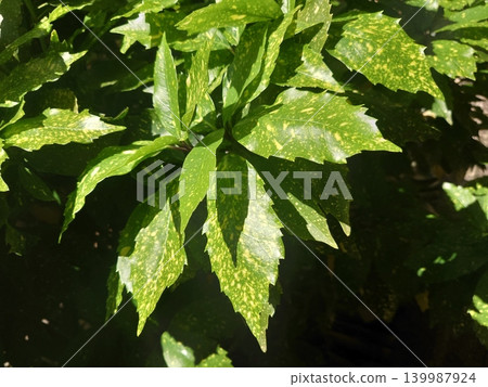 青木 (Aucuba japonica) 青木 (Aucuba japonica) 139987924