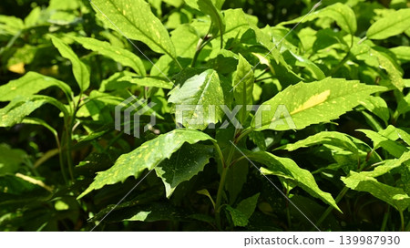 Aoki (Aucuba japonica) Aoki (Aucuba japonica) 139987930