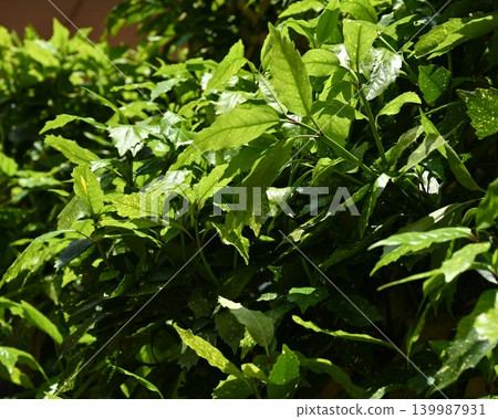 青木 (Aucuba japonica) 139987931
