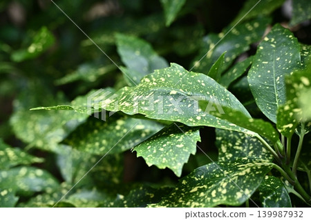 青木 (Aucuba japonica) 青木 (Aucuba japonica) 139987932