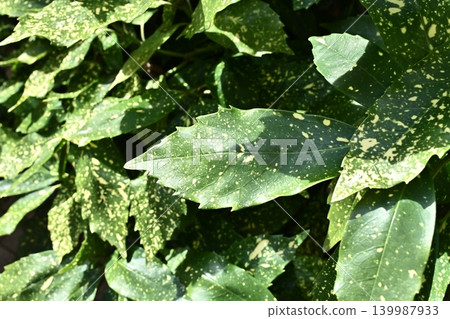青木 (Aucuba japonica) 青木 (Aucuba japonica) 139987933