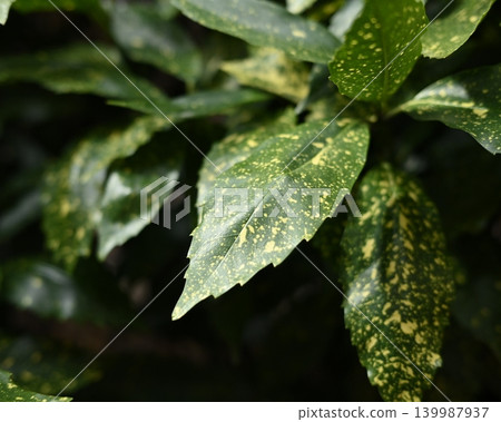 Aoki (Aucuba japonica) Aoki (Aucuba japonica) 139987937