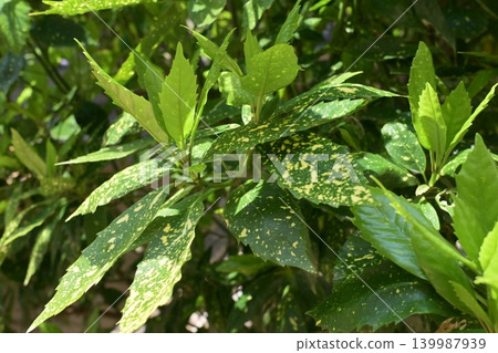 青木 (Aucuba japonica) 青木 (Aucuba japonica) 139987939