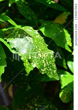 Aoki (Aucuba japonica) Aoki (Aucuba japonica) 139987943