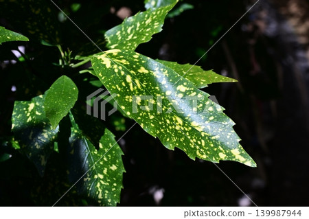 Aoki (Aucuba japonica) Aoki (Aucuba japonica) 139987944
