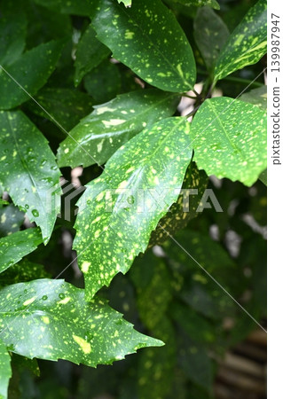 青木 (Aucuba japonica) 青木 (Aucuba japonica) 139987947