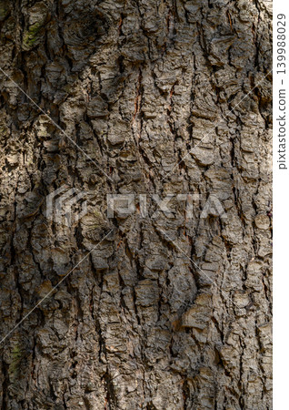 Close-up of rough conifer bark Close-up of rough conifer bark 139988029