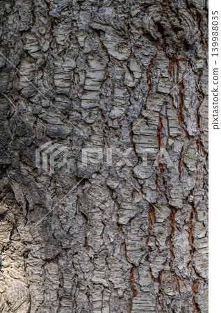Conifer bark close-up, rough texture, natural patterns Conifer bark close-up, rough texture, natural patterns 139988035