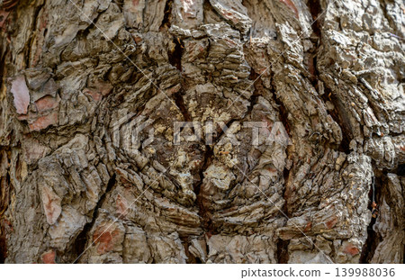 Pine tree bark texture close-up Pine tree bark texture close-up 139988036