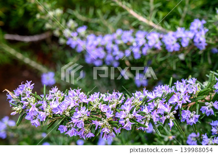 Rosemary Salvia rosmarinus needles texture close-up 139988054