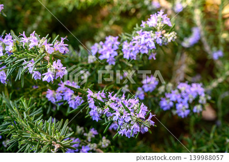 Rosemary Salvia rosmarinus leaves detailed texture close-up Rosemary Salvia rosmarinus leaves detailed texture close-up 139988057