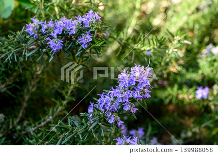 Rosemary Salvia rosmarinus macro texture of leaves Rosemary Salvia rosmarinus macro texture of leaves 139988058