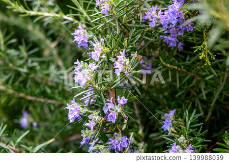 Rosemary Salvia rosmarinus leaves texture close-up Rosemary Salvia rosmarinus leaves texture close-up 139988059