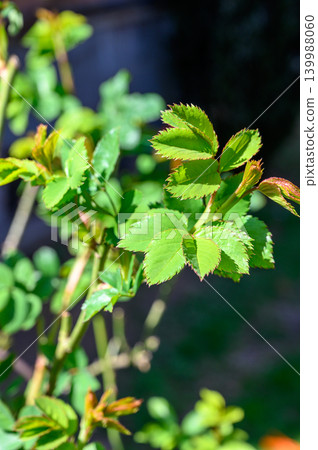 Wild rose bush, Rosa nutkana, close-up Wild rose bush, Rosa nutkana, close-up 139988060
