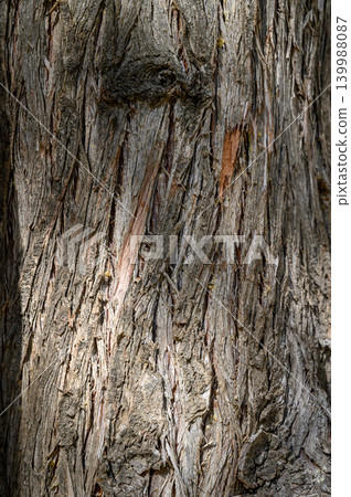 Rough tree bark texture, close-up detail 139988087
