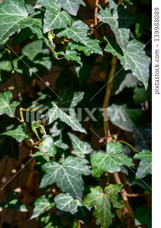 Young ivy shoots Hedera helix texture Young ivy shoots Hedera helix texture 139988089