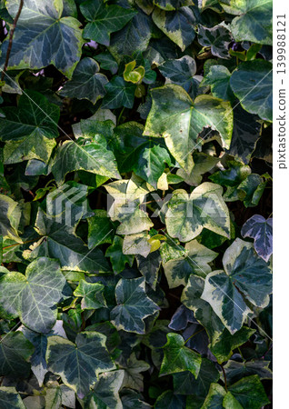 Common ivy Hedera helix evergreen climbing vine texture background Common ivy Hedera helix evergreen climbing vine texture background 139988121