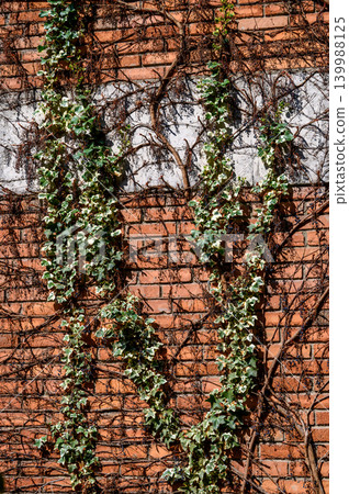 Red brick wall with ivy and wild grape isolated on white background Red brick wall with ivy and wild grape isolated on white background 139988125
