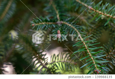 Close-up texture of spruce needles and branches Picea abies 139988135